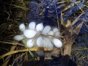 鬼無里・黒山椒魚.jpg