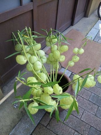 こよみ・8.jpg