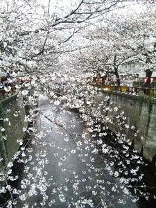 はし田・桜.jpg
