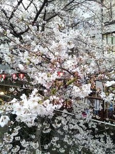 はし田・桜up.jpg