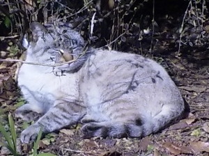 ジブリ・猫.jpg