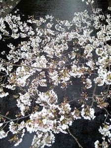 ワフロ・桜.jpg