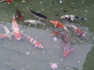 塩山・池の鯉.jpg
