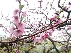 塩山・桃の花.jpg