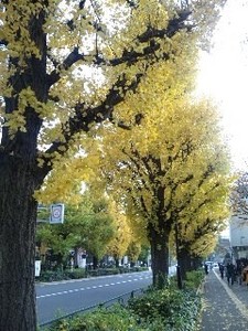 外苑銀杏並木.jpg