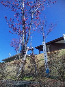 宮崎・桜.jpg