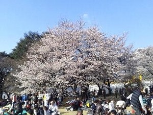 御苑・桜1.jpg