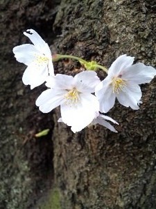 御苑・桜2.jpg
