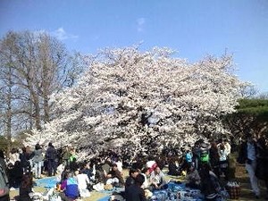 御苑・桜3.jpg