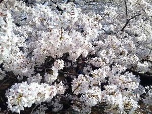御苑・桜UP.jpg