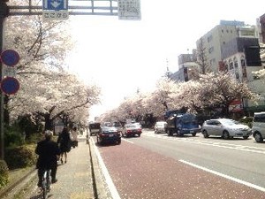 国立・桜.jpg