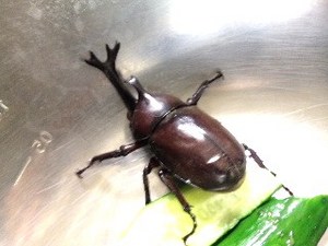 昆虫・カブト2.jpg