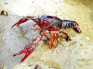 昆虫・ザリ2.jpg