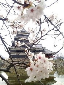 松本・桜.jpg