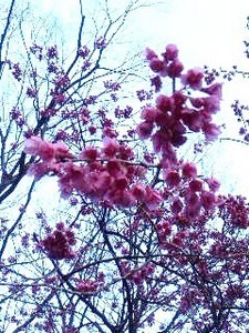 等伯・桜.jpg
