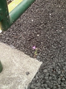 道端の花.jpg