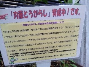 内藤・2.jpg